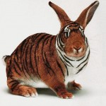 Positive Thinking Inspired by Tiger Bunny Positive Thinking Inspired by Tiger Bunny